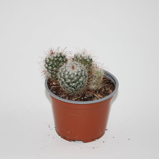 Mammillaria bombycina Ø12cm