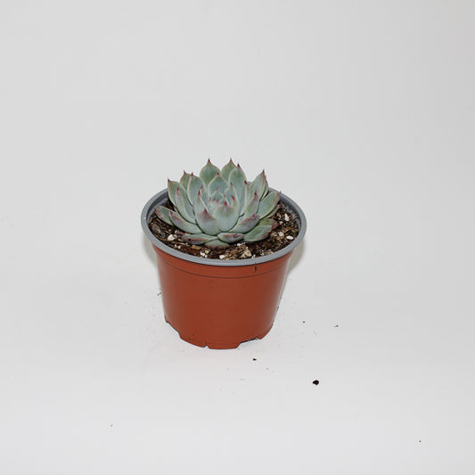 Echeveria chihuahuaensis Ø12cm