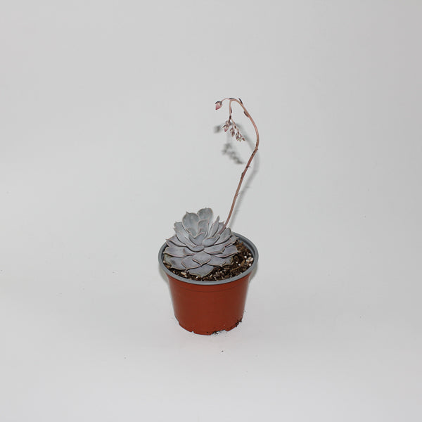 Echeveria lilacina Ø12cm