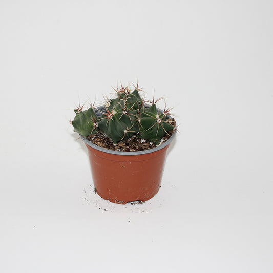 Ferocactus histrix Ø12cm