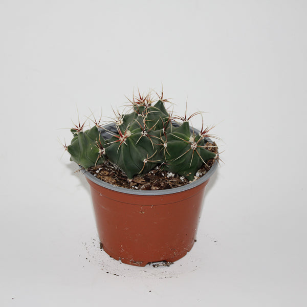 Ferocactus histrix Ø12cm