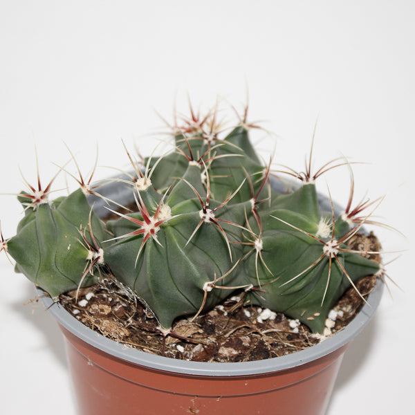 Ferocactus histrix Ø12cm