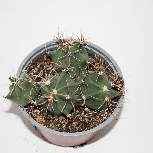 Ferocactus histrix Ø12cm