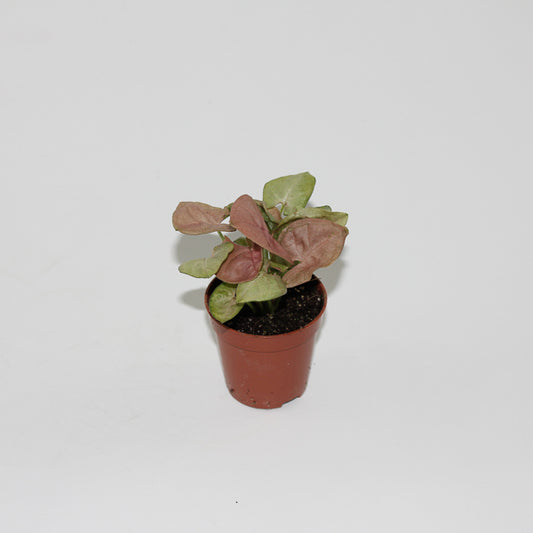 Syngonium Red Heart Ø5.5cm H15cm