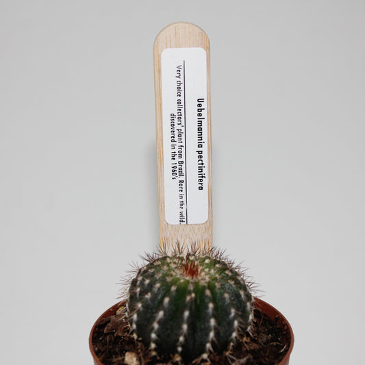 Uebelmannia pectinifero Ø5.5cm