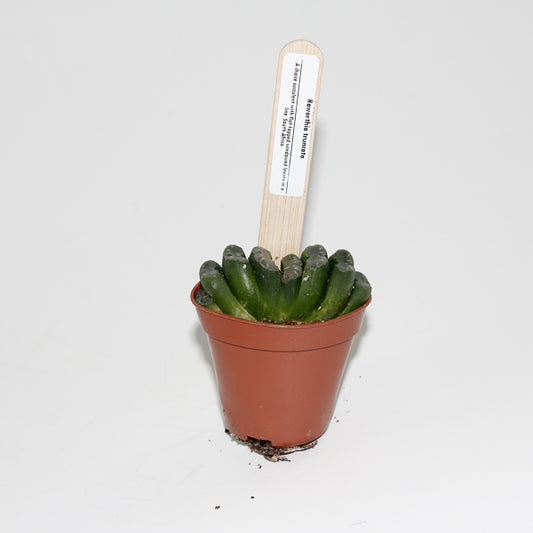 Hawthoria Truncata Ø5.5cm