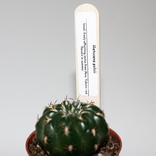 Matucana Polzii Ø5.5cm