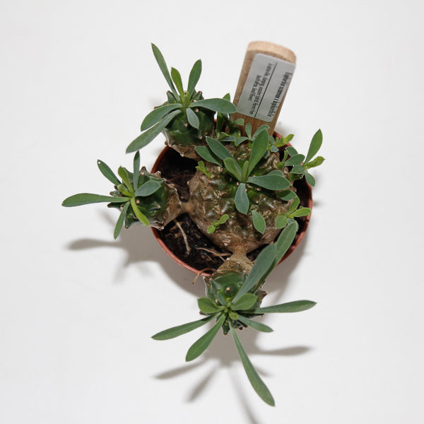 Euphorbia suzannae x bupleurifolia Ø5.5cm