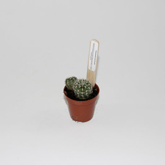 Gymnocalacium bruchii Ø5.5cm