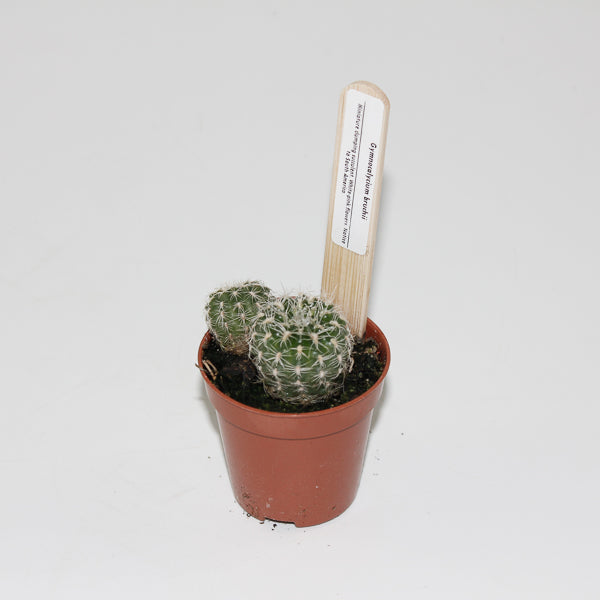 Gymnocalacium bruchii Ø5.5cm