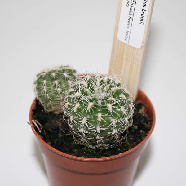 Gymnocalacium bruchii Ø5.5cm