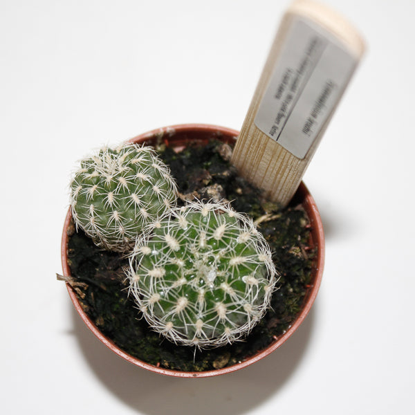 Gymnocalacium bruchii Ø5.5cm