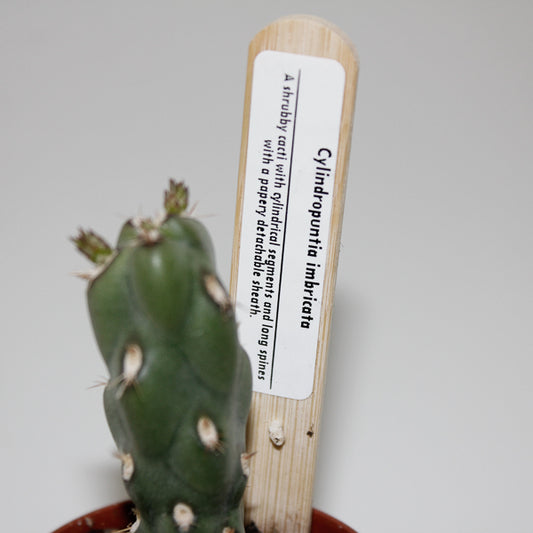 Cylindropuntia imbricata Ø5.5cm