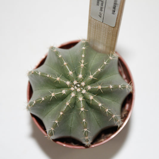 Echinocereus subinermis Ø5.5cm