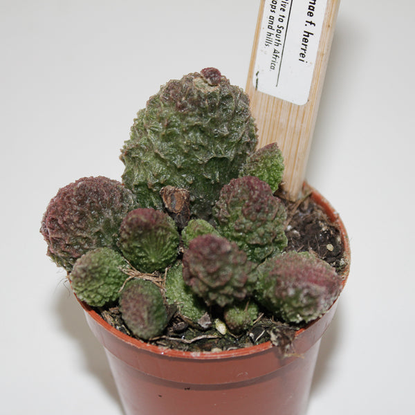 Adromischus marianae f. herrei