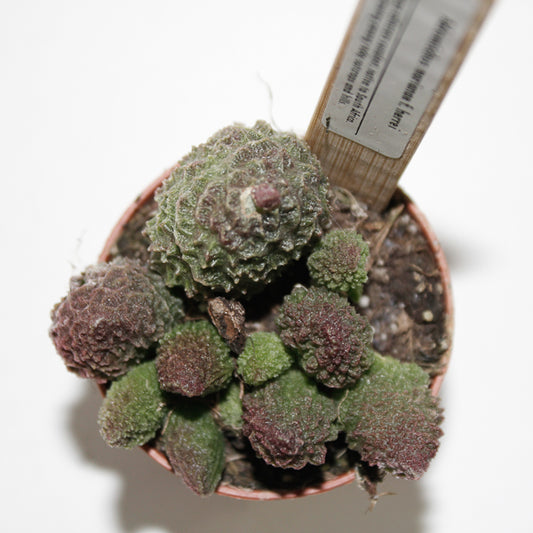 Adromischus marianae f. herrei Ø5.5cm