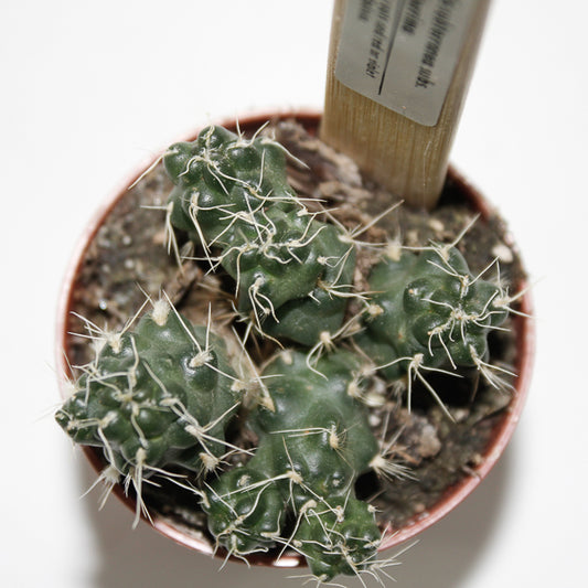 Cumulopuntia subterranea subs Pulcherrima Ø5.5cm