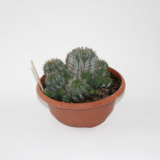Euphorbia Horrida Ø24cm