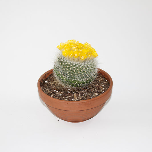 Parodia chrysacathion Ø20cm