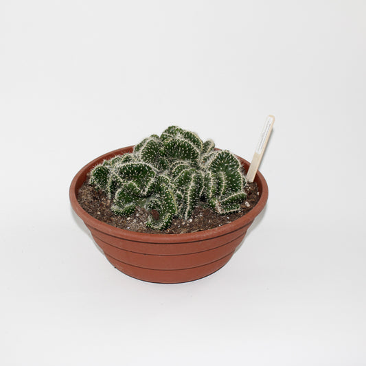 Opuntia cylindrica minor cristate Ø24cm
