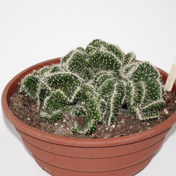 Opuntia cylindrica minor cristate Ø24cm