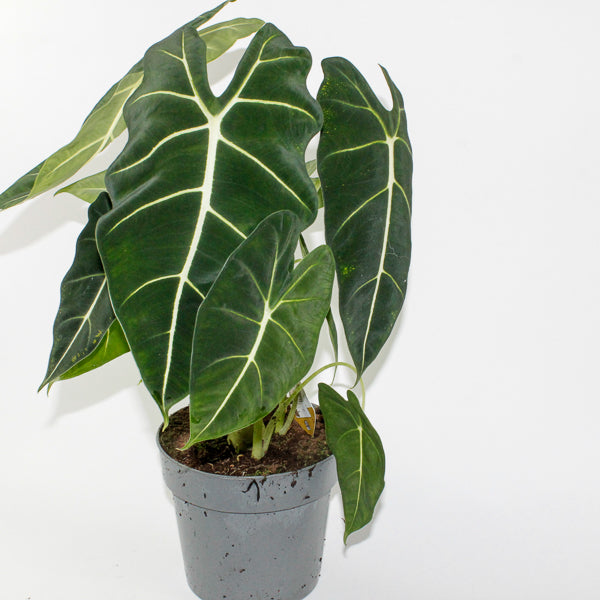 Alocasia 'Frydek'