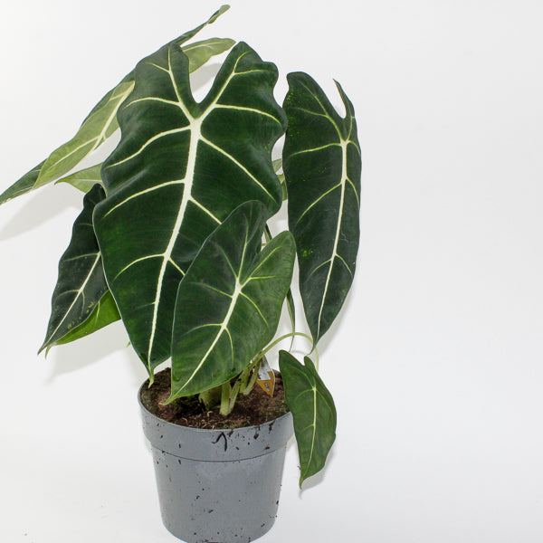 Alocasia Frydek 17cm H65cm