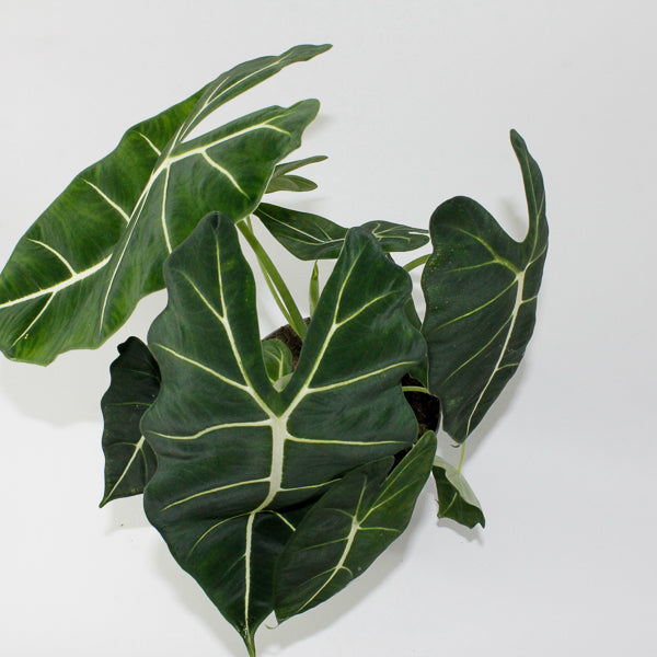 Alocasia Frydek 17cm H65cm
