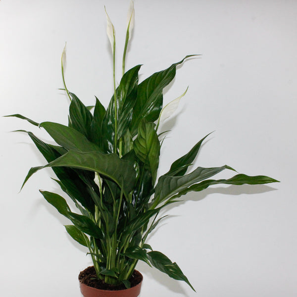 Spathiphyllum Sweet Chico Ø13cm H55cm