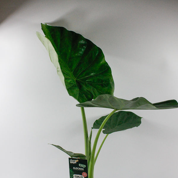 Alocasia macrorrhizos