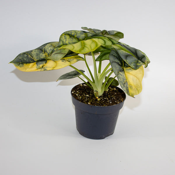 Alocasia 'Silver Dragon Variegata'