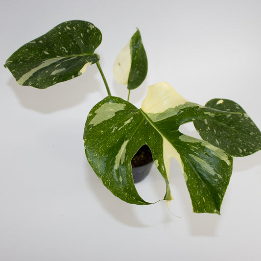 Monstera 'Creme Brûlée' Ø12cm H30cm