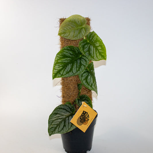 Monstera dubia Juveniel Ø14cm H46cm