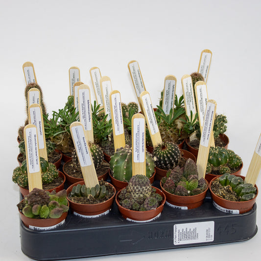Choose one Collectors Cacti in Ø5.5cm pot from our selection
