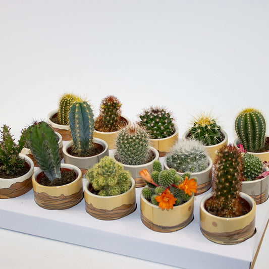 Mixed Cacti  in Atacama Pot  Ø5.5cm H10cm