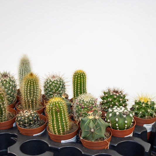 Select one Mixed Cacti in Ø5.5cm pot H10cm