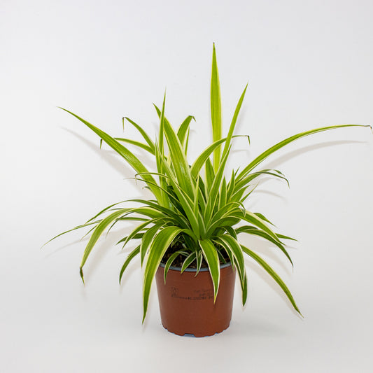 Chlorophytum Reverse Ø12cm H30cm