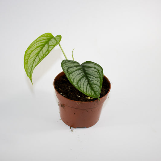 Monstera siltepecana 'El Salvador' Ø10.5cm H25cm