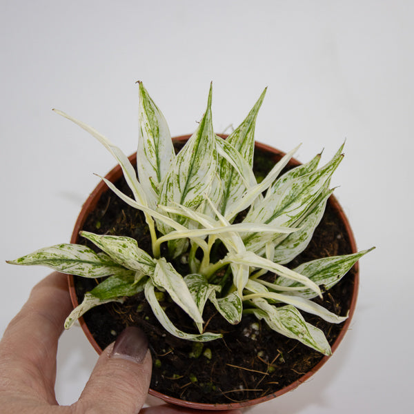 Spathiphyllum 'Sensation Variegata' Ø10.5cm H20cm