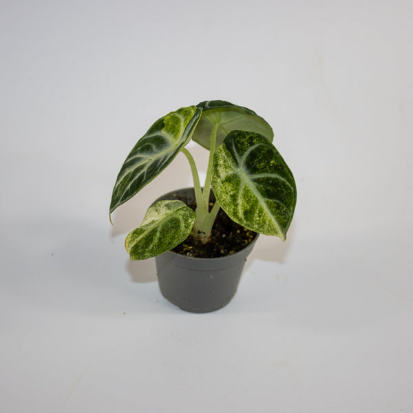 Alocasia 'Ninja Variegated'
