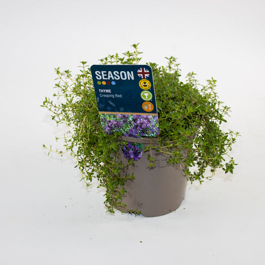 Thyme Creeping Red Ø12cm H20cm