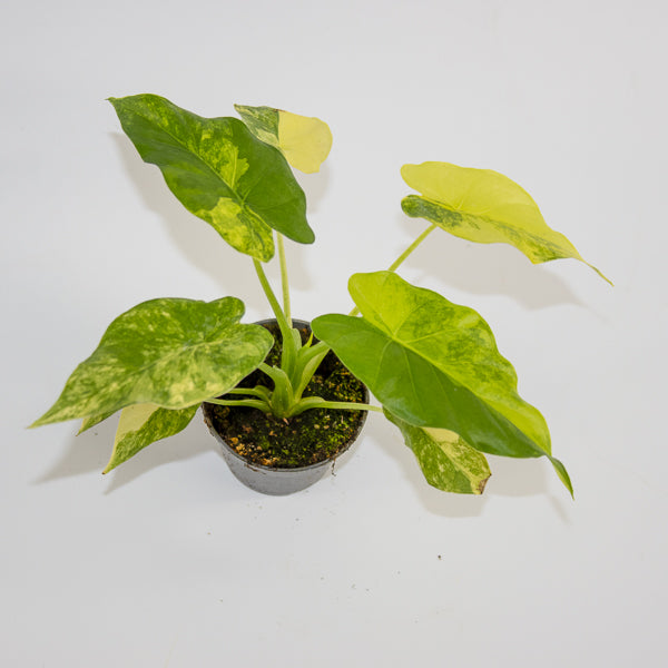 Alocasia macrorrhizos 'Aurea Variegata'