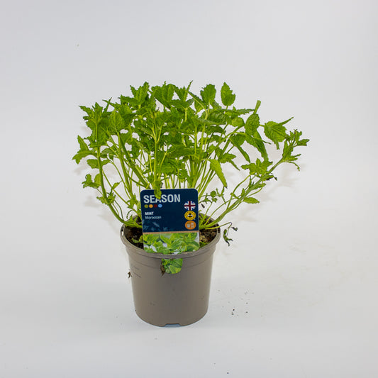 Mint Moroccan Ø12cm H20cm