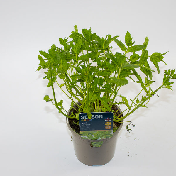 Mint Moroccan Ø12cm H20cm