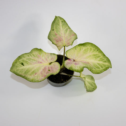 Caladium maculatum Ø6cm H12cm