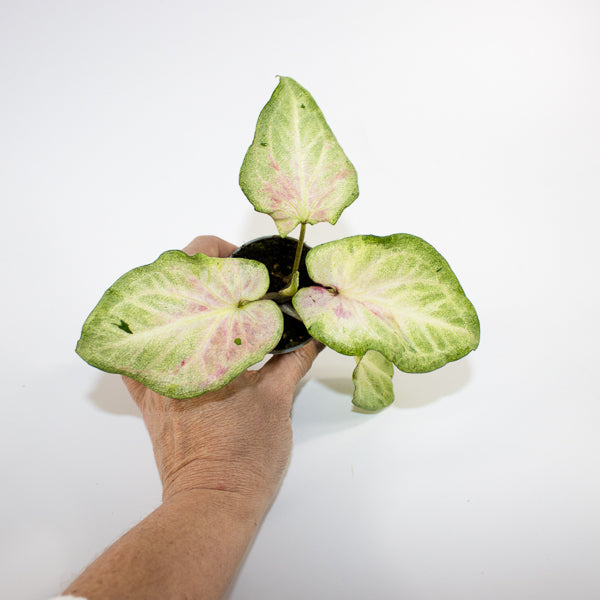 Caladium maculatum Ø6cm H12cm