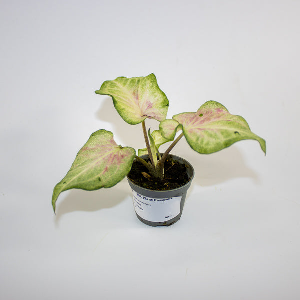 Caladium maculatum Ø6cm H12cm