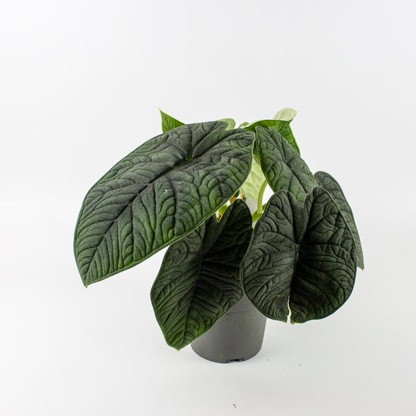 Alocasia 'Melo'