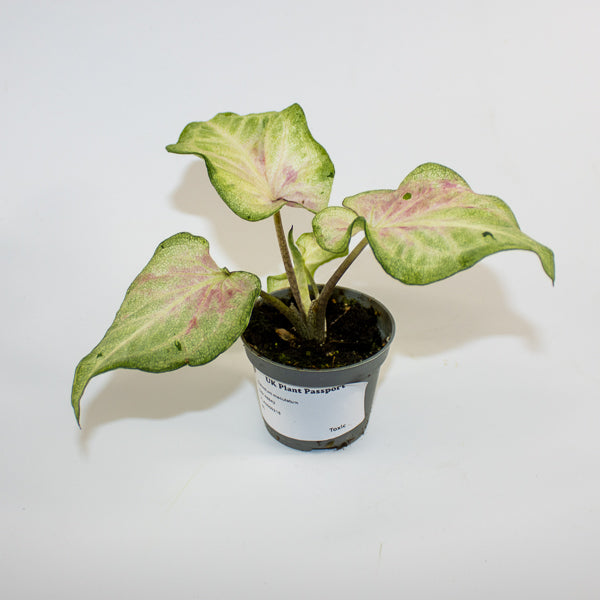 Caladium maculatum Ø6cm H12cm