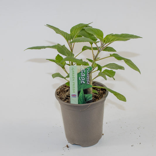 Pinnaple Sage Ø9cm H15cm